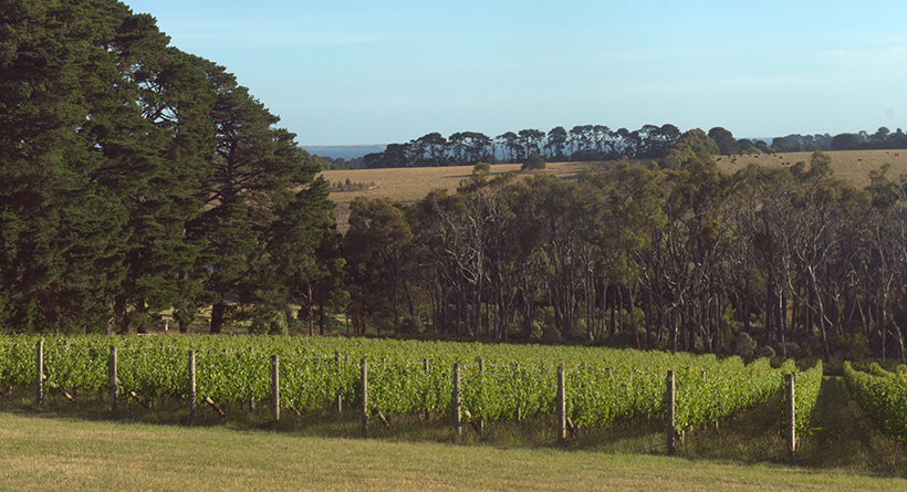 Scorpo Wines Vineyard